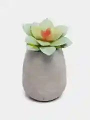 Зеленый суккулент