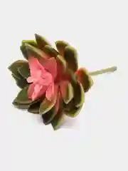 Суккулент