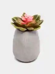 Суккулент