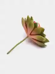 Суккулент