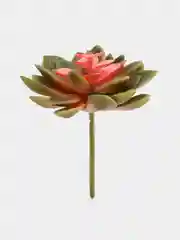 Суккулент