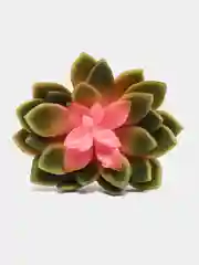 Суккулент