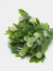 Белый искусственные цветы мордовник