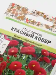 Маргаритка Красный ковер (семена,цветы)