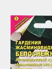 Гардения жасминовидная роза, семена, цветы