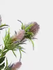 Тёмно-бордовый искусственное растение "Репейник кустовой", 3 цвета