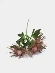 Бордовый искусственное растение Эрингиум, раскрытый