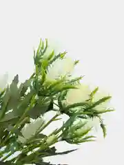 Белый искусственное растение "Репейник кустовой", 3 цвета