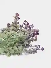 Ветка растения, искусственная