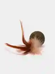 Белый лакомства, кошачья мята