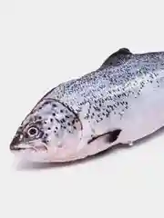 Синий меланж игрушка для кошки "Рыба", с мятой