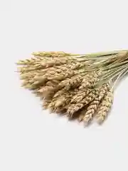 Зелёный хаки букет сухоцвет, колосья пшеницы