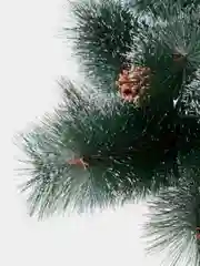 Сосна искусственная, с шишками