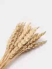 Колосья ржи, натуральные