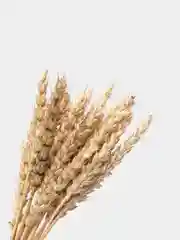 Колосья ржи, натуральные