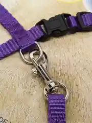 Фиолетовый шлейка с поводком для кошек