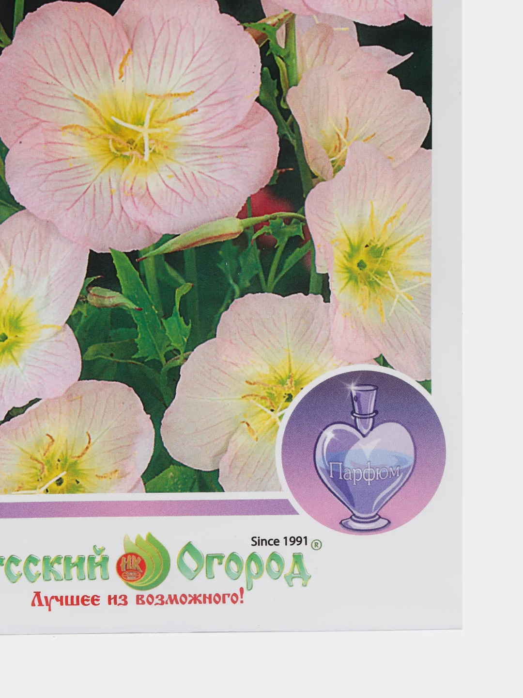 Энотера "Вечерняя роза", семена цветов