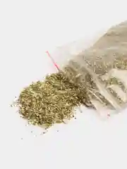 Кошачья мята