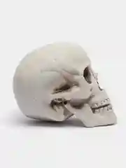Искусственный череп на Хэллоуин