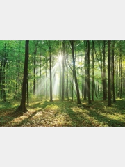 Фотообои Postermarket WM-55, 368*254