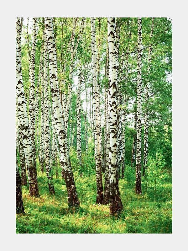 Фотообои Postermarket WM-75, 254*184