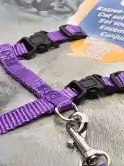 Фиолетовый шлейка для кошек с поводком 9 цветов