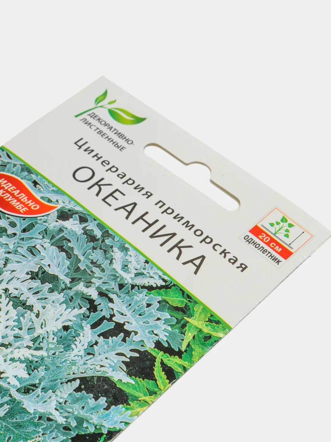 Семена "Цинерария Океаника"