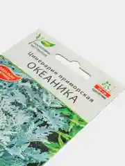 Семена "Цинерария Океаника"