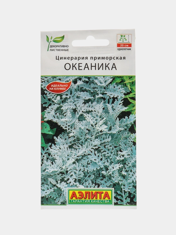 Семена "Цинерария Океаника"