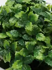 Индиго искусственный цветок в горшке