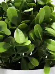 Лазурный искусственный цветок в горшке