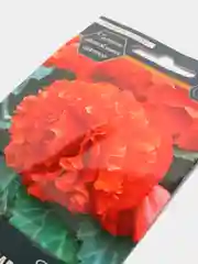 Семена цветов Бегония Мандариновая