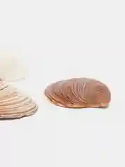 Ракушка дробленная, морская, натуральная, грунт для аквариума