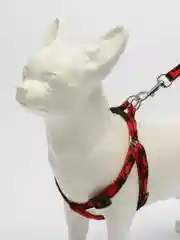 Черный шлейка регулируемая с поводком для собак и кошек