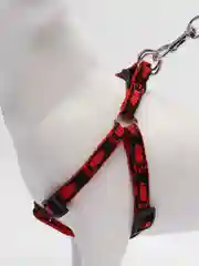 Черный шлейка регулируемая с поводком для собак и кошек