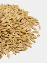 Корм "Ячмень", для грызунов, птиц, кроликов, для проращивания, 100-2000 г