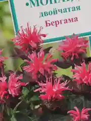 Семена цветов Монарда "Бергама"