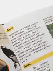 Энциклопедии для детей, несколько видов