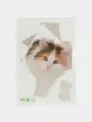 Белый наклейка для декора и интерьера "Котёнок", 3D