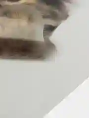 Зеленый наклейка для декора и интерьера "Котёнок", 3D