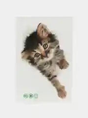 Зеленый наклейка для декора и интерьера "Котёнок", 3D