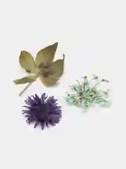 Сухоцветы для дизайна ногтей