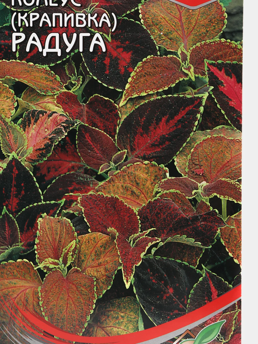 Семена комнатных цветов Колеус "Блюма Радуга", 130 штук