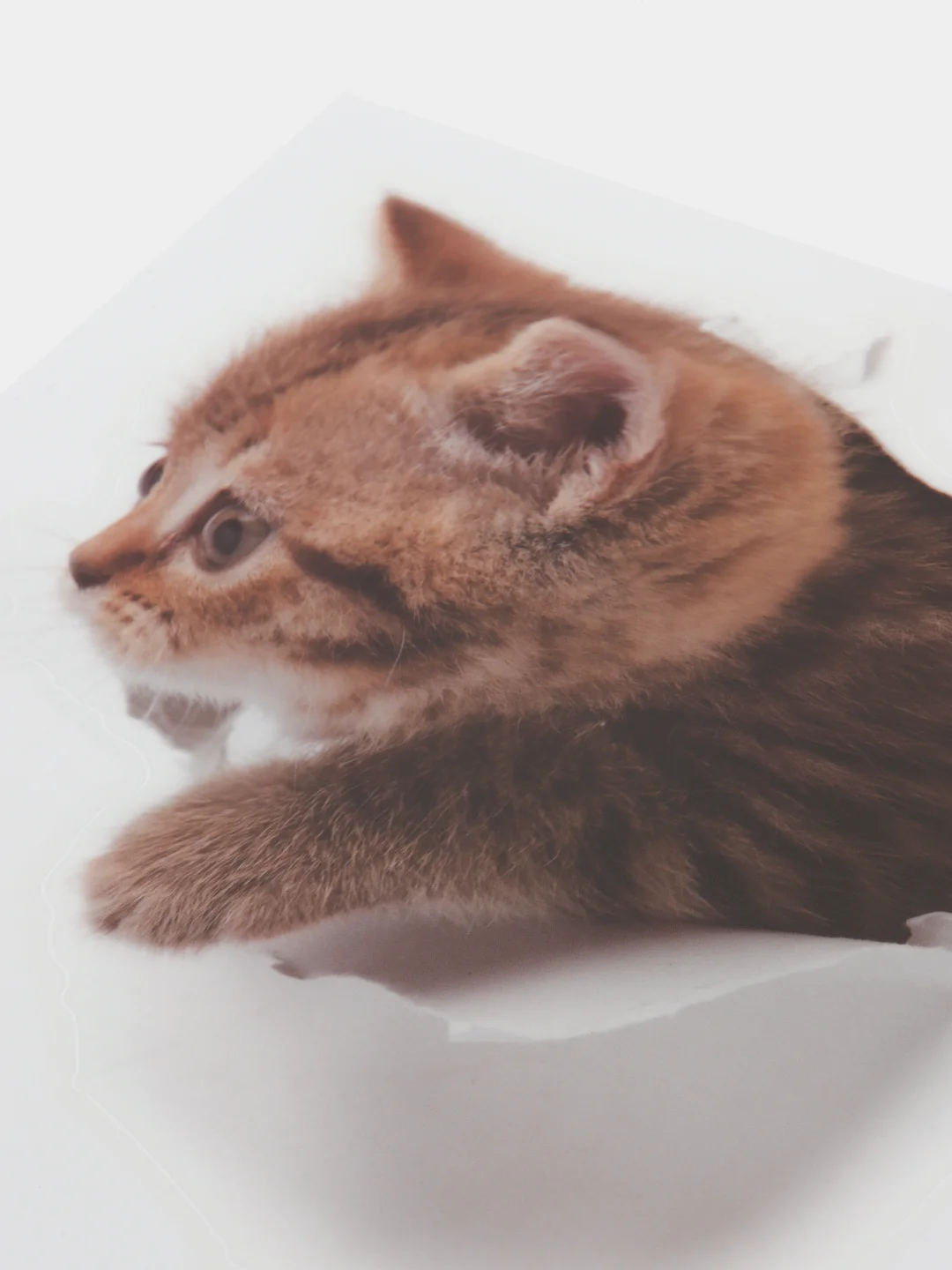 Желтый наклейка для декора и интерьера "Котёнок", 3D