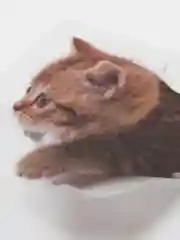 Желтый наклейка для декора и интерьера "Котёнок", 3D