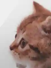 Желтый наклейка для декора и интерьера "Котёнок", 3D