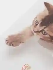 Красный наклейка для декора и интерьера "Котёнок", 3D