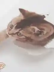 Красный наклейка для декора и интерьера "Котёнок", 3D