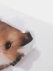 Фиолетовый наклейка для декора и интерьера "Котёнок", 3D