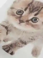 Оранжевый наклейка для декора и интерьера "Котёнок", 3D